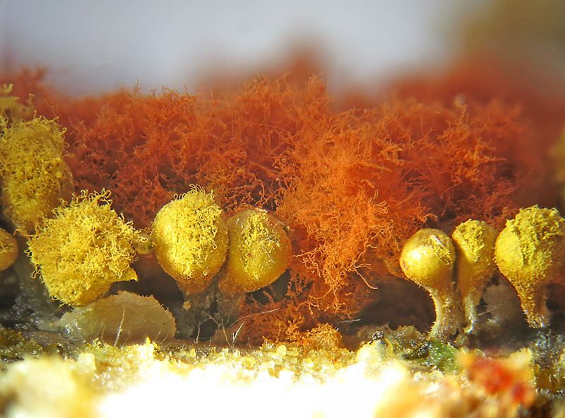 Hemitrichia e Metatrichia